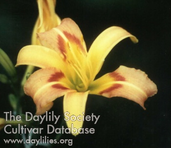 Daylily Share This Humble Path